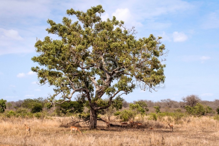 Impala Under Tree