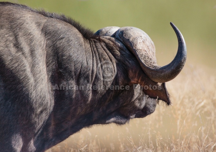 Buffalo Bull Side-on View of Neck and Head