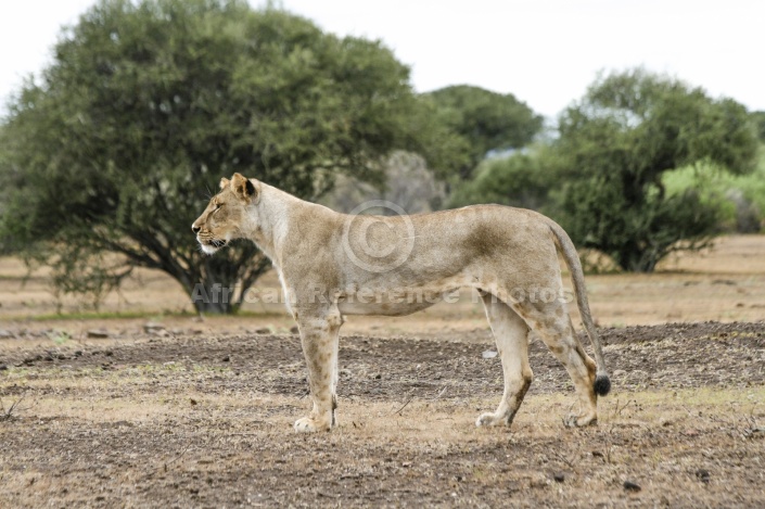 Lioness Standing, Full Figure