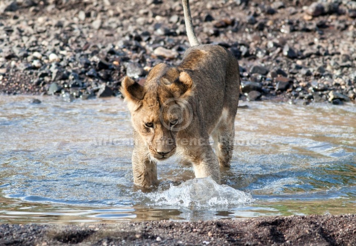 Juvenile Lion Standing in Shallow Water