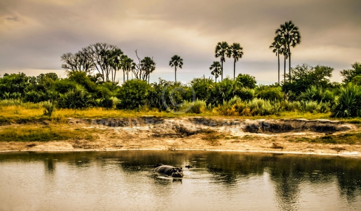 Hippo Pool, Moremi Game Reserve