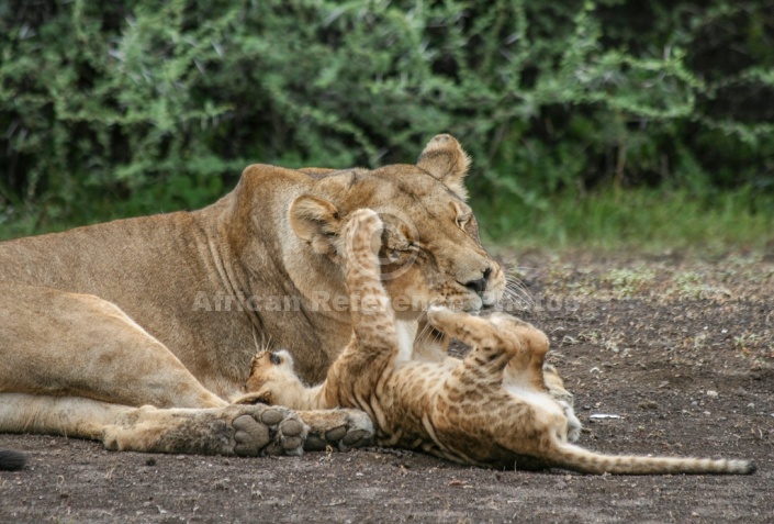 Lioness Tolerates Playful cub