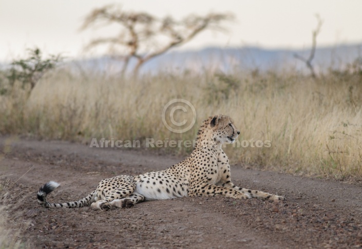 Male Cheetah at Dusk