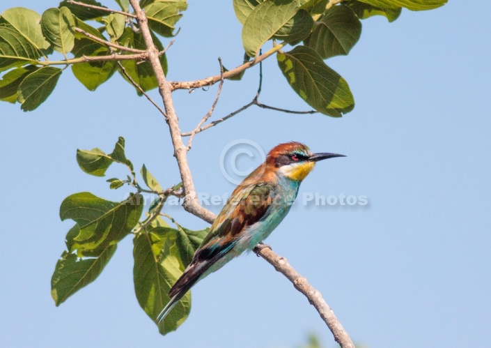 European Bee-eater Perching in Leafy Tree
