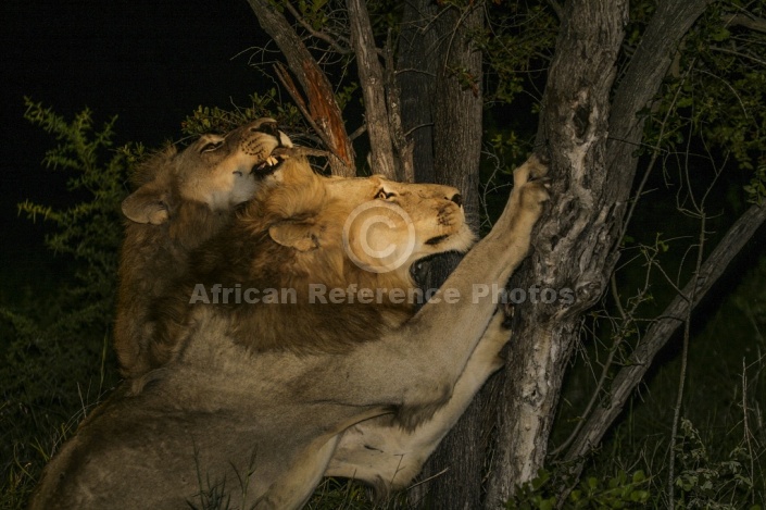 Male Lions Sharpening Claws