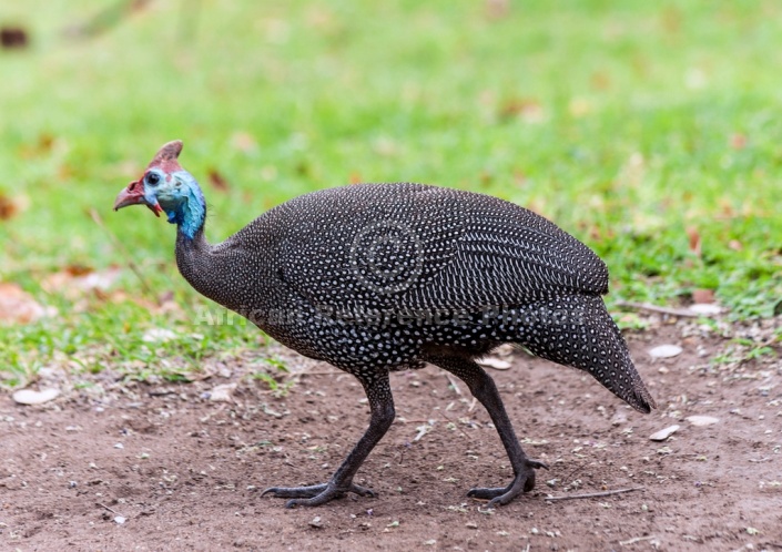 Helmeted Guineafowl, Full Figure in Profile