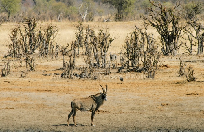 Scenic of Roan Antelope on Edge of Waterhole
