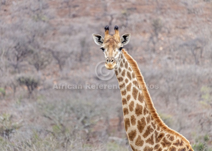 Giraffe Head and Neck