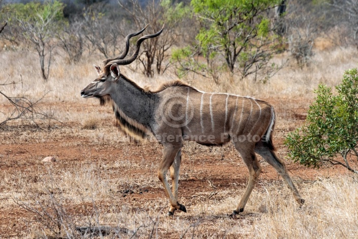 Kudu Bull Wildlife Reference Photo