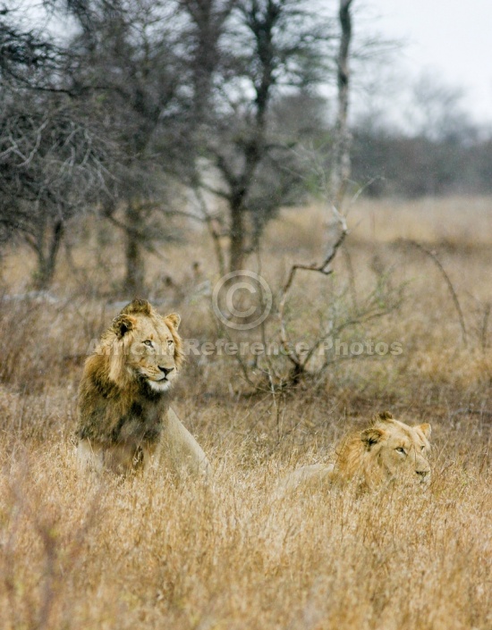 Male Lions in Long Grass