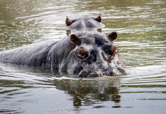 Hippos in Pool