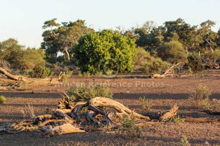 Mashatu Game Reserve Scenic