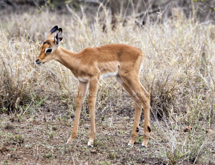 Impala Fawn