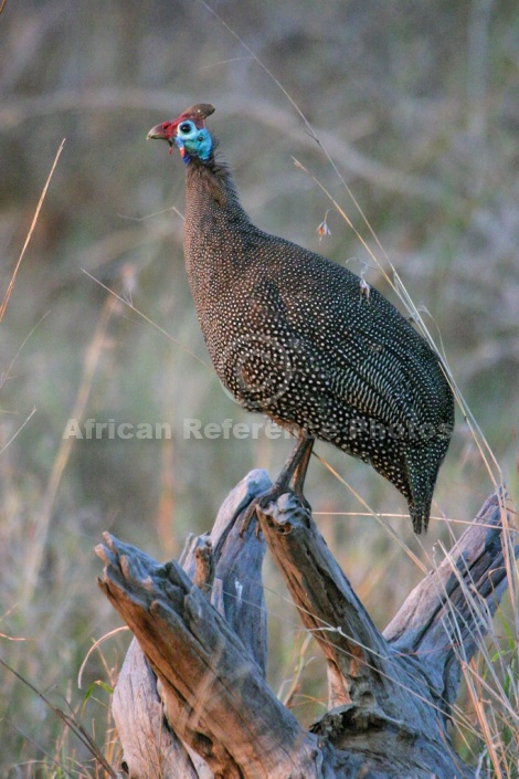 Helmeted Guineafowl perching on old log