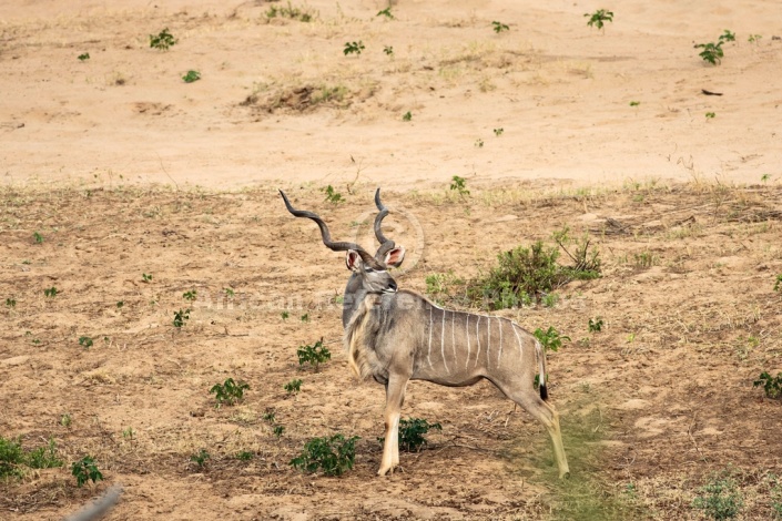 Kudu Bull, Kruger National Park