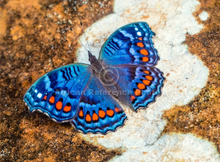 Gaudy Commodore Butterfly on Lichen-covered rock