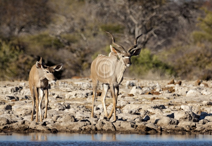 Kudu Pair at Waterhole