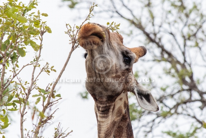 Giraffe stretching neck to browse, close view