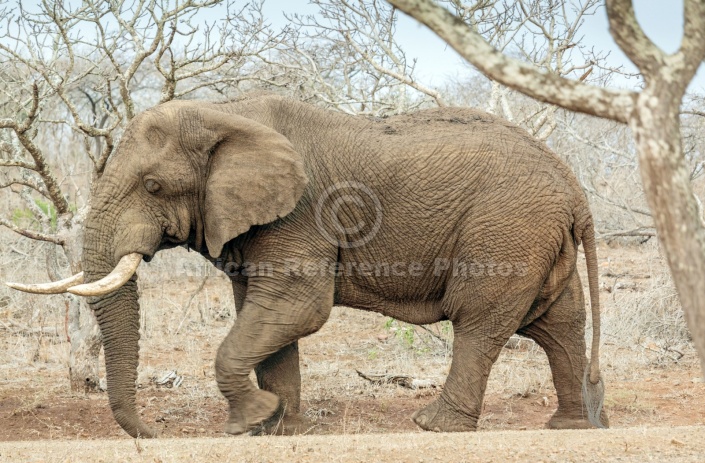 Elephant Male Walking, Profile View