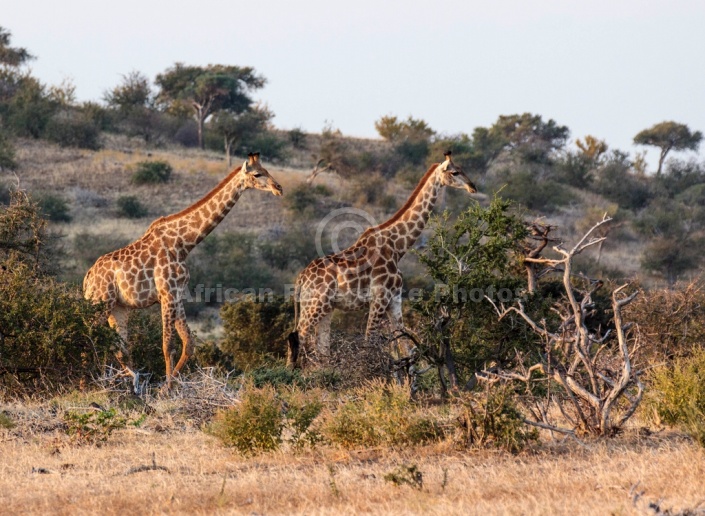 Giraffe Pair on the Move