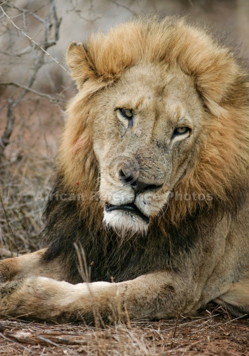 Male Lion Looking Sad