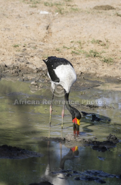 Saddle-billed Stork