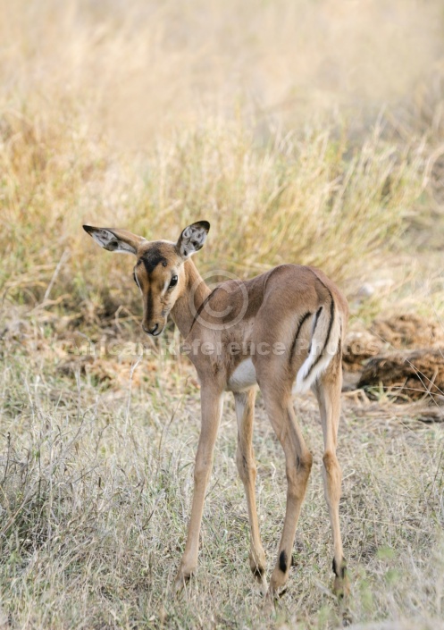 Impala Fawn