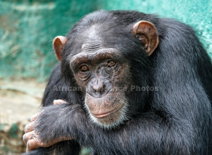 Chimpanzee Head and Torso