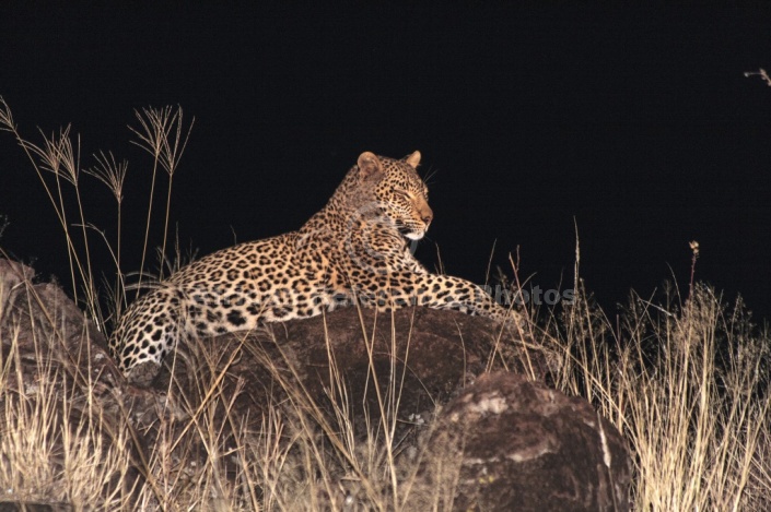 Leopard at Night