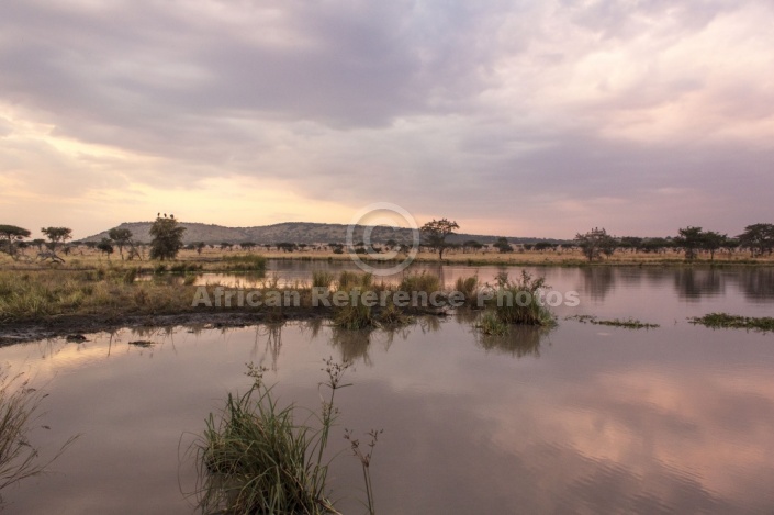 Serengeti Scenic