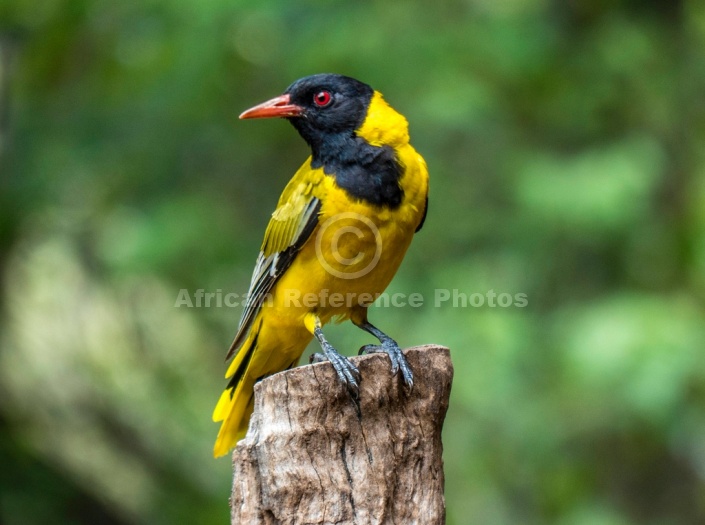 Black-headed Oriole Looking Back