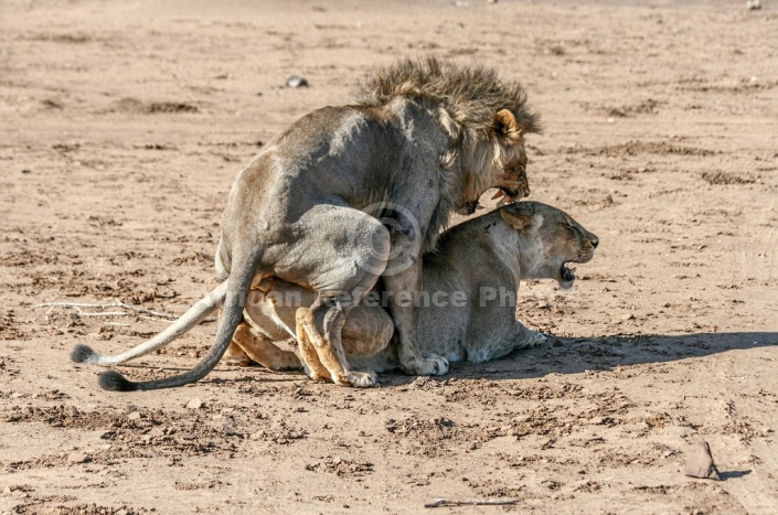 Lion Pair Mating