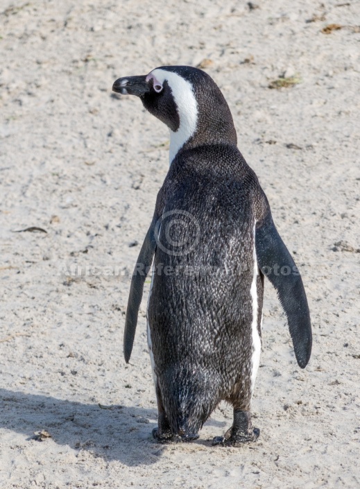 African Penguin