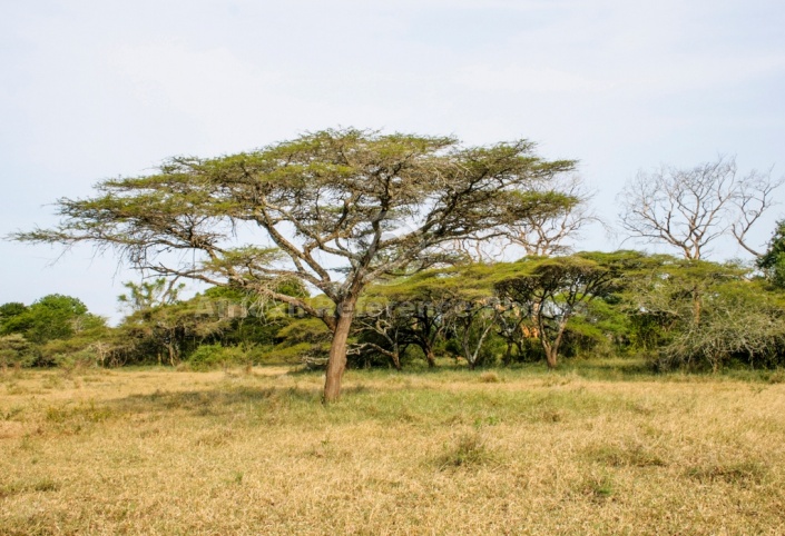 African Acacia Trees