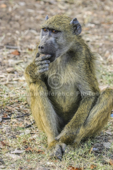 Baboon Looking at Camera