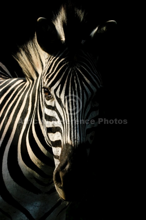 Zebra Head Shot