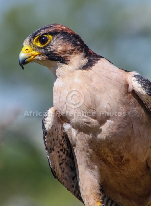 Lanner Falcon