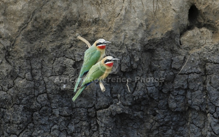 White-fronted bee-eater