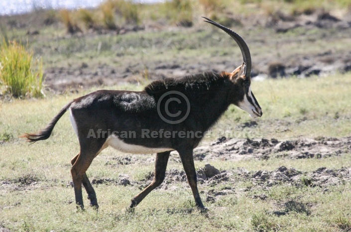 Sable Antelope