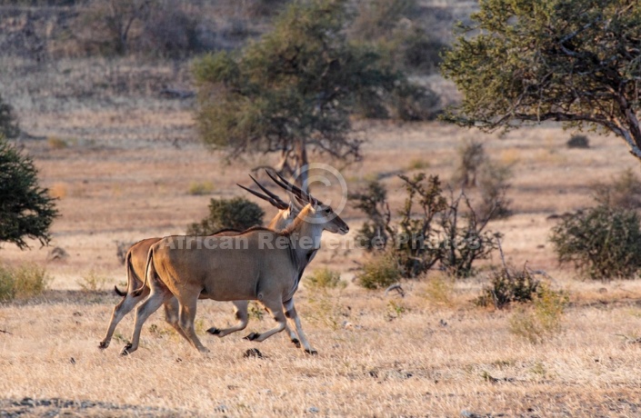 Eland Pair Trotting