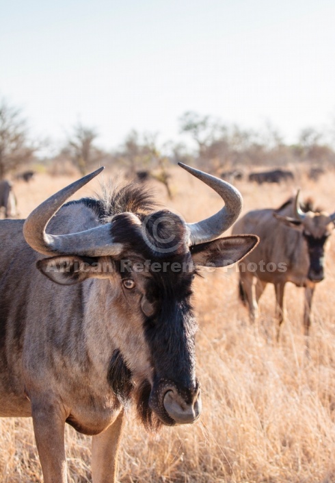 Blue Wildebeest, Head and Neck