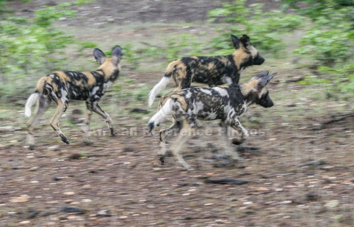 Wild Dog Trio