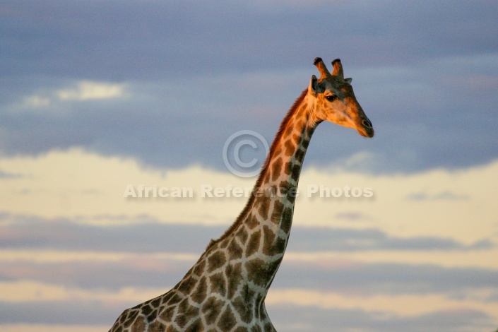 Giraffe Head and Neck in Warm Light