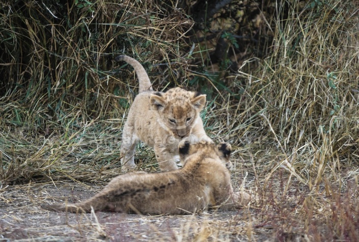 Lion Cub