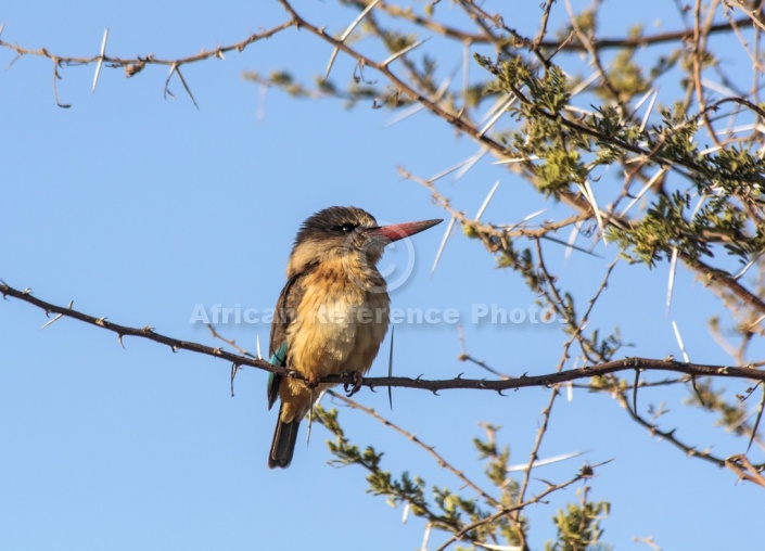 Brown-hooded Kingfisher