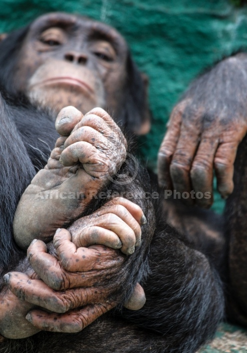 Chimpanzee with Focus on Hands and Feet