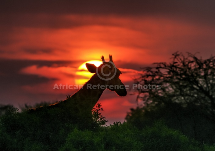 Giraffe Against Red Sunset