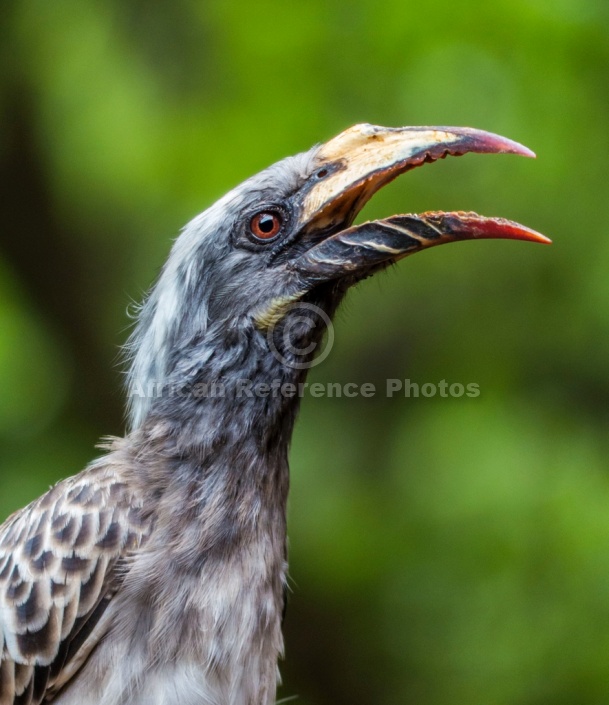 African Grey Hornbill Female, Head and Neck