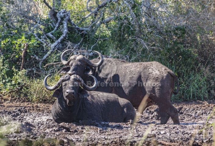 Buffalo Pair Wallowing