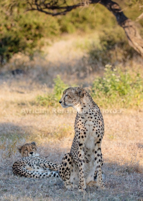 Female Cheetah with Sub-adult Cub